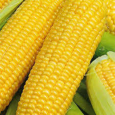 Sweet Corn Manufacturer Supplier Wholesale Exporter Importer Buyer Trader Retailer in Parbhani Maharashtra India